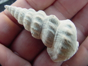  Pyrazisinus scalatus fossil shell gastropod Caloosahatchee ps 1 