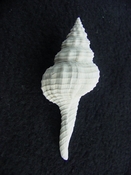  Heilprinia caloosaensis fossil shell gastropod mollusk fc 1 