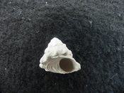 Astraea precursor fossil gastropod shell Brantley pit ap 22 