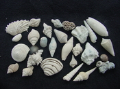  Fossil shell collections small sea shells 25 pieces sp 56 