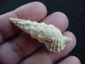  Cerithium burnsii fossil shell gastropod mollusk #1 