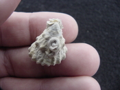  Astraea precursor fossil gastropod shell Brantley pit ap 28 