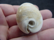  Siphocypraea haleyorum extinct fossil cypraea cowrie shell hr 2 