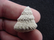  Astraea precursor fossil gastropod shell Brantley pit ap 48 