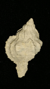  Fossil / Fossilized Muricidae-Murex You Name Special mur67 