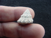  Astraea precursor fossil gastropod shell Brantley pit ap 60 