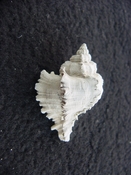  Hexaplex jameshoubricki fossil muricidae murex shell hj 1 