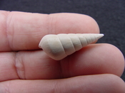  Fossil Niso willcoxiana extinct gastropod shell nw2 