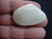  Tellina alternata whole fossil bivalve shell both halves ta9 