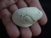  Crepidula roseae fossil shell gastropod mollusks c12 
