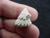  Astraea precursor fossil gastropod shell Brantley pit ap 46 