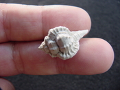  Fossil murex muricidae shell Vokesimurex pahayokee pa11 