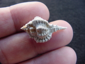  Fossil murex muricidae shell Vokesimurex pahayokee pa18 