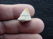  Astraea precursor fossil gastropod shell Brantley pit ap 55 