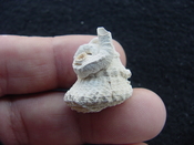  Astraea precursor fossil gastropod shell Brantley pit ap 106 