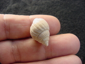  Globinassa schizopyga fossil shell Brantley pit gs 2 