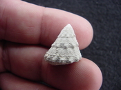  Astraea precursor fossil gastropod shell Brantley pit ap 38 