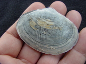  Semele perlamellosa rare extinct fossil bivale shell ts 6 