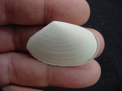  Tellina alternata whole fossil bivalve shell both halves ta2 