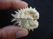  Fossil bivalve shell arcinella cornuta jewel box jb17 
