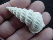  Pyrazisinus scalatus fossil shell gastropod Caloosahatchee ps 15 