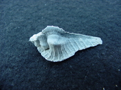  Fossil Subpterynotus cf. textilis murex muricidae st28 