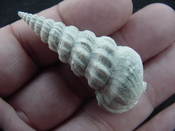  Pyrazisinus scalatus fossil shell gastropod Caloosahatchee ps 5 