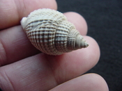 Cancellaria conradiana fossil shell gastropod mollusks ca 8 