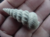  Pyrazisinus scalatus fossil shell gastropod Caloosahatchee ps 13 