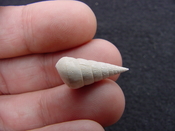  Fossil Niso willcoxiana extinct gastropod shell nw3 