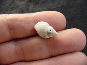  Globinassa schizopyga fossil shell Brantley pit gs 4 