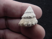  Astraea precursor fossil gastropod shell Brantley pit ap 96 