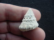  Astraea precursor fossil gastropod shell Brantley pit ap 59 