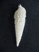  Cerithioclava caloosaense fossil shell gastropod cc 1 