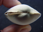  Anodontia alba whole fossil bivalve shell aa 1 