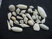  Fossil shell collections small sea shells 25 pieces sp 84 