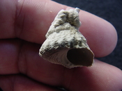  Astraea precursor fossil gastropod shell Brantley pit ap 10 