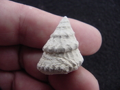  Astraea precursor fossil gastropod shell Brantley pit ap 76 