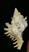  Fossil / Fossilized Muricidae-Murex You Name Special mur87 