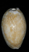  Cypraea Cowrie Brantley Pit You Name Special ync49 