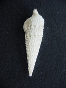  Cerithioclava caloosaense fossil shell gastropod cc 7 