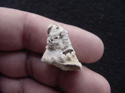  Astraea precursor fossil gastropod shell Brantley pit ap 82 
