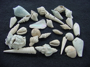  Fossil shell collections small sea shells 25 pieces sp 62 