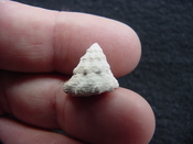  Astraea precursor fossil gastropod shell Brantley pit ap 77 