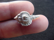  Fossil murex muricidae shell Vokesimurex pahayokee pa5 