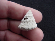 Astraea precursor fossil gastropod shell Brantley pit ap 27 
