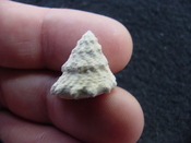 Astraea precursor fossil gastropod shell Brantley pit ap 81 