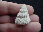  Astraea precursor fossil gastropod shell Brantley pit ap 104 