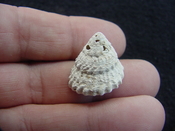  Astraea precursor fossil gastropod shell Brantley pit ap 39 