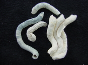 Florida fossil worms starter collection or add to your own bw21 